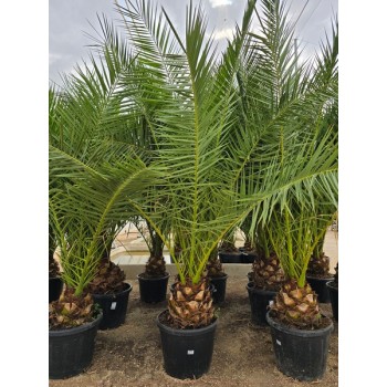 Phoenix canariensis 90 lt  -5*/-8*